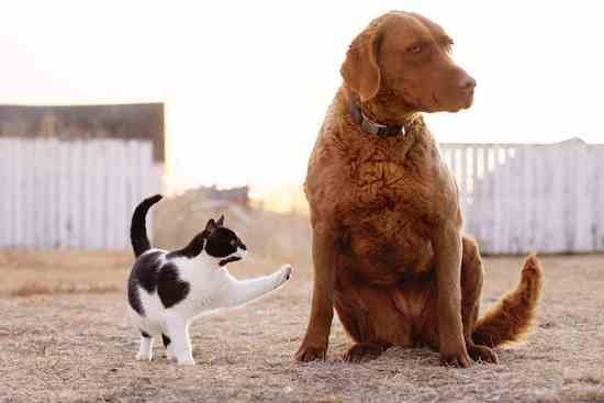 Photos from the Field: Cat Paws at Patient Dog